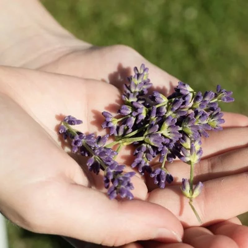 Naturopathe Bioénergéticienne et Géobiologue
